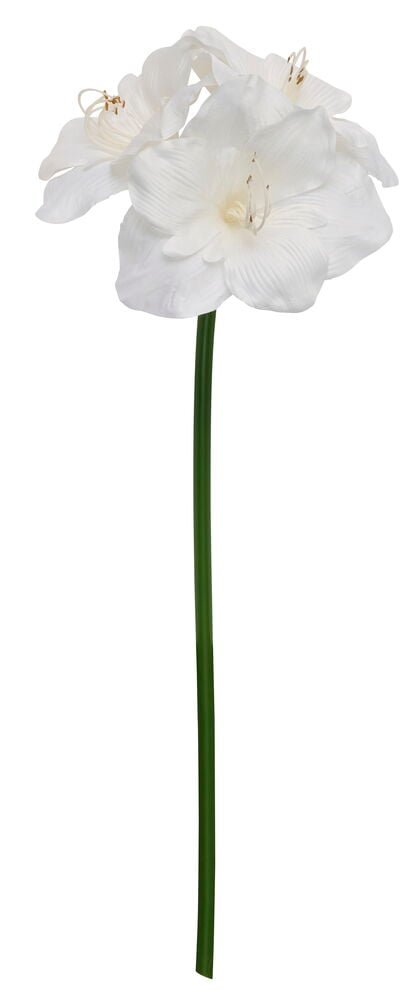 Hvit Amaryllis 65 cm med flere blomster og en lang grønn stilk.