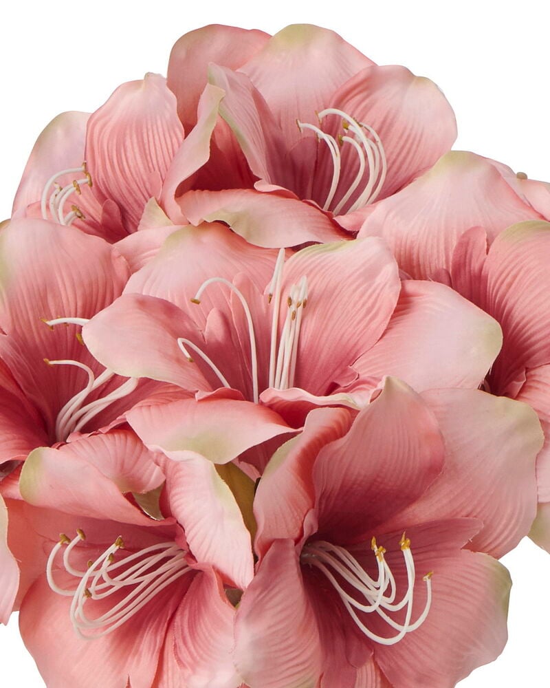 Nærbilde av en bukett Amaryllis 65 cm Rosa blomster med hvite støvbærere og gule tupper.