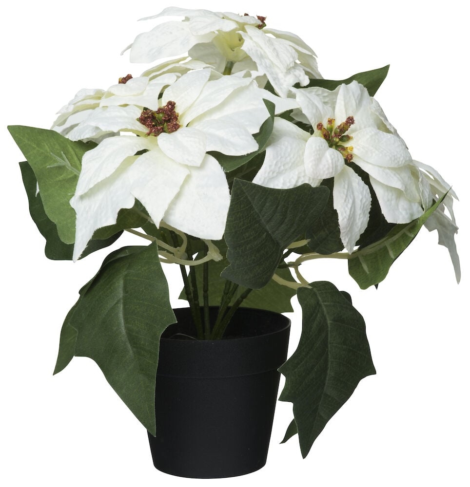 Potteplante Julestjerne