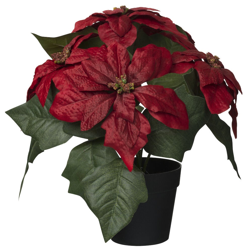 Zimmerpflanze Weihnachtsstern - 2