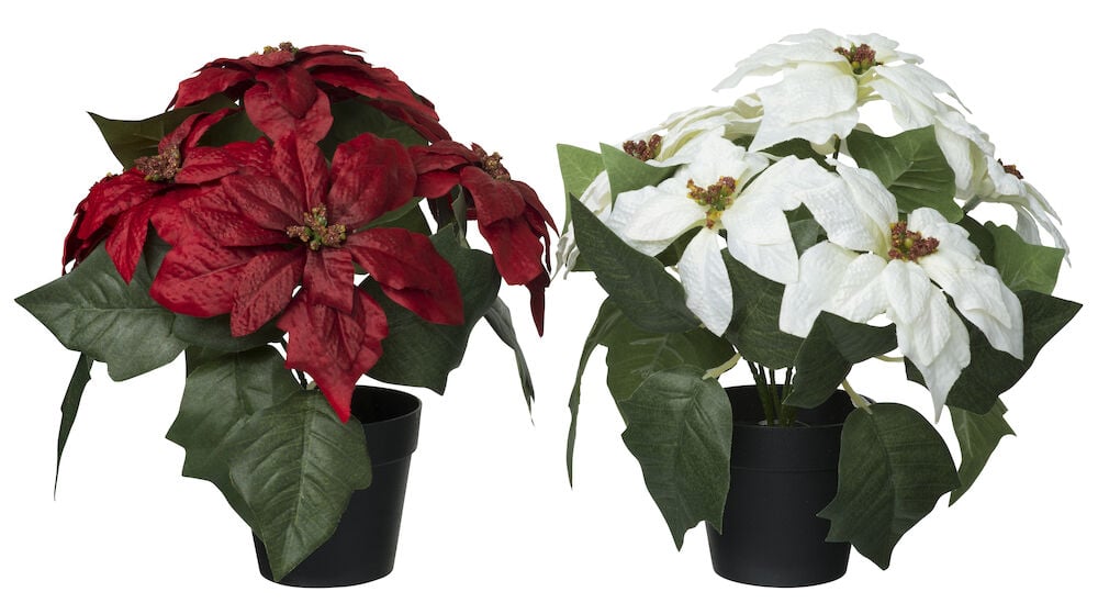 Zimmerpflanze Weihnachtsstern - 3