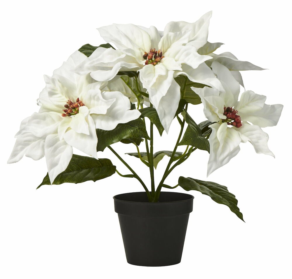 Zimmerpflanze Weihnachtsstern