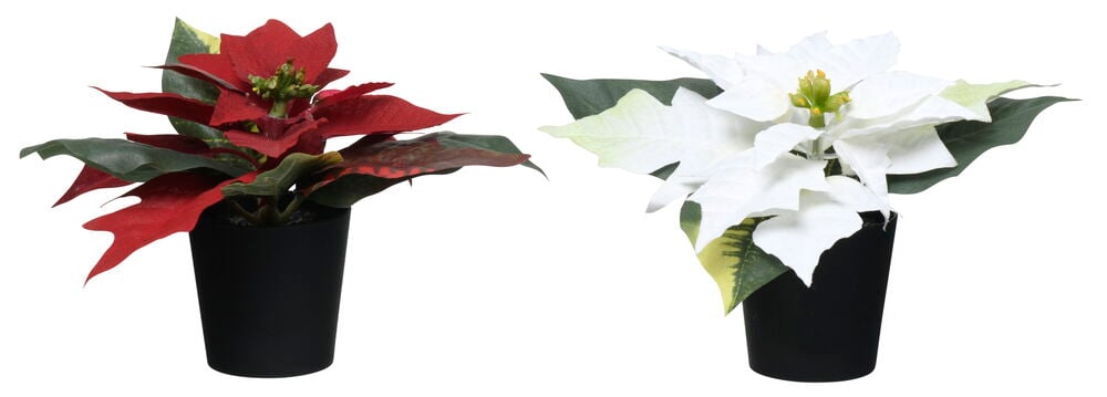 Ruukkukasvi Joulutähti