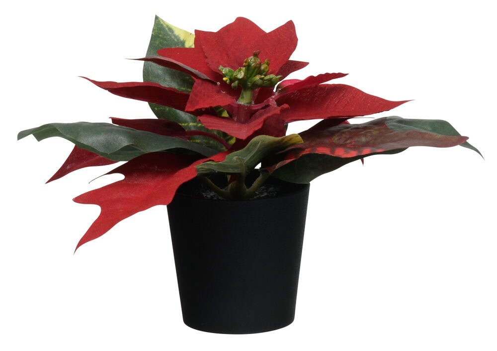 Krukväxt Julstjärna