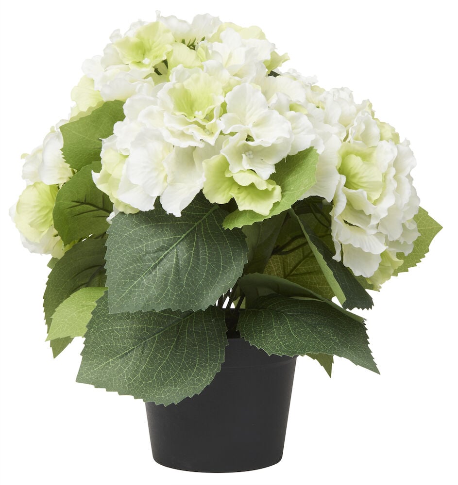 Vit konstgjord hortensia i svart kruka.