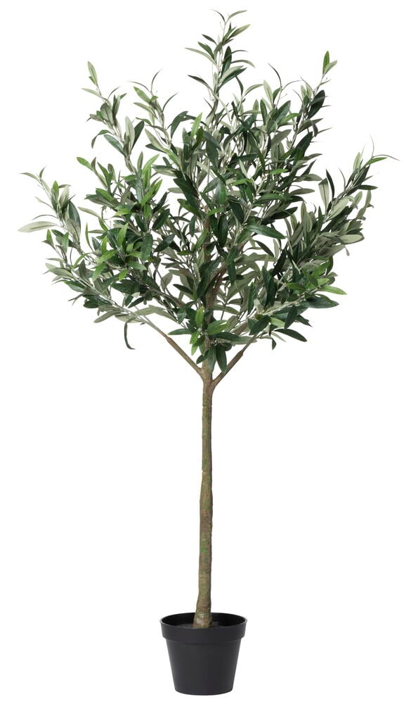 Krukväxt Olivträd