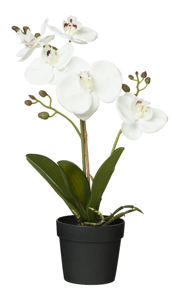 Vit konstgjord orkidé i svart kruka.
