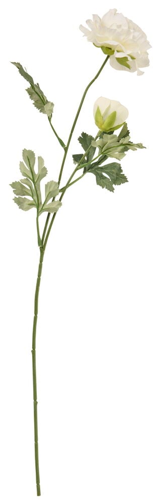 Leinikki 60 cm kukkavarressa on kaksi avointa valkoista kukkaa, yksi valkoinen nuppu ja vihreät lehdet.