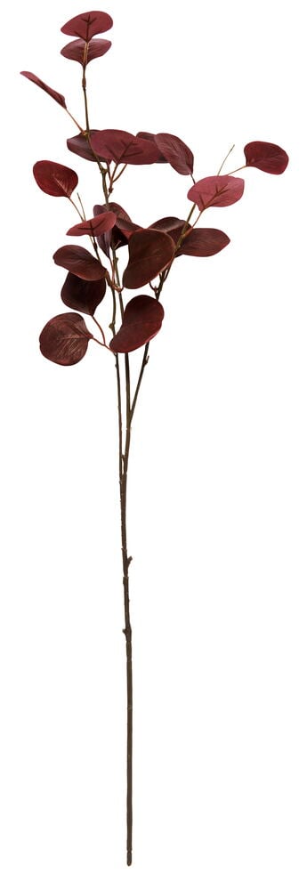 Zweig Eukalyptus - 3