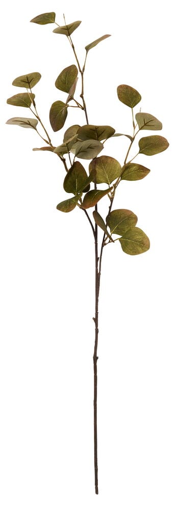 Zweig Eukalyptus - 2