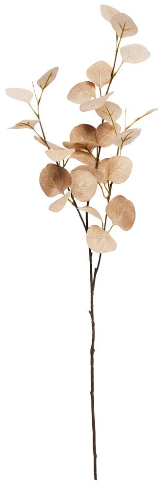 Zweig Eukalyptus - 4