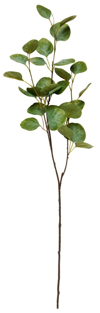 Kvist Eukalyptus