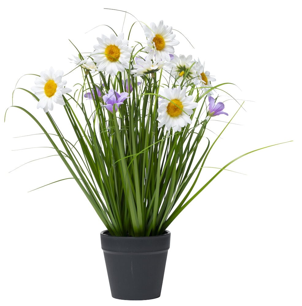 Krukväxt med vita tusenskönor och lila blåklockor.