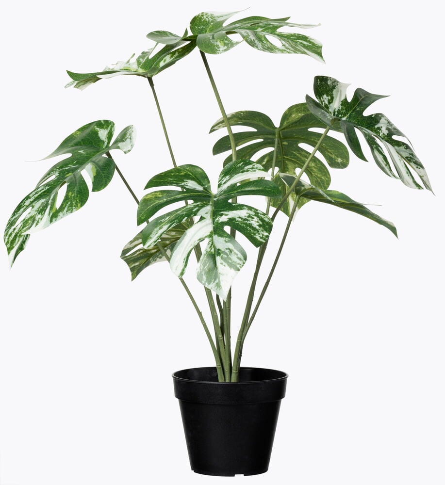 Grön och vit konstgjord monstera i svart kruka.