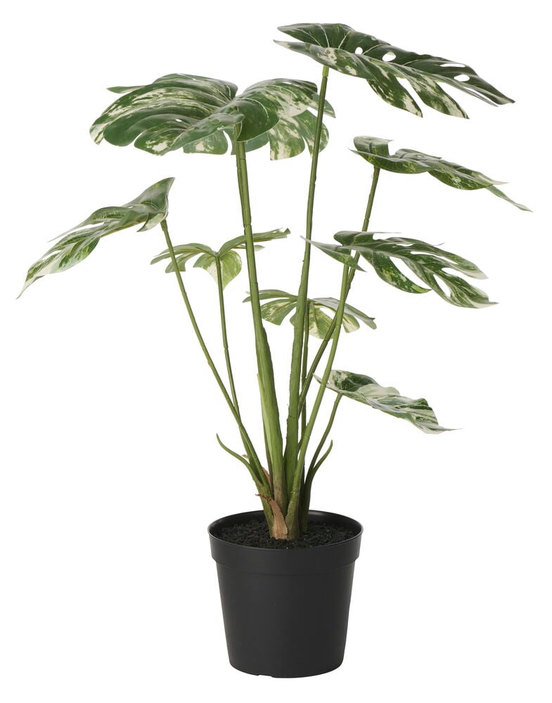 Krukväxt Monstera 60 cm Variegerad med gröna och vita blad i en svart kruka.