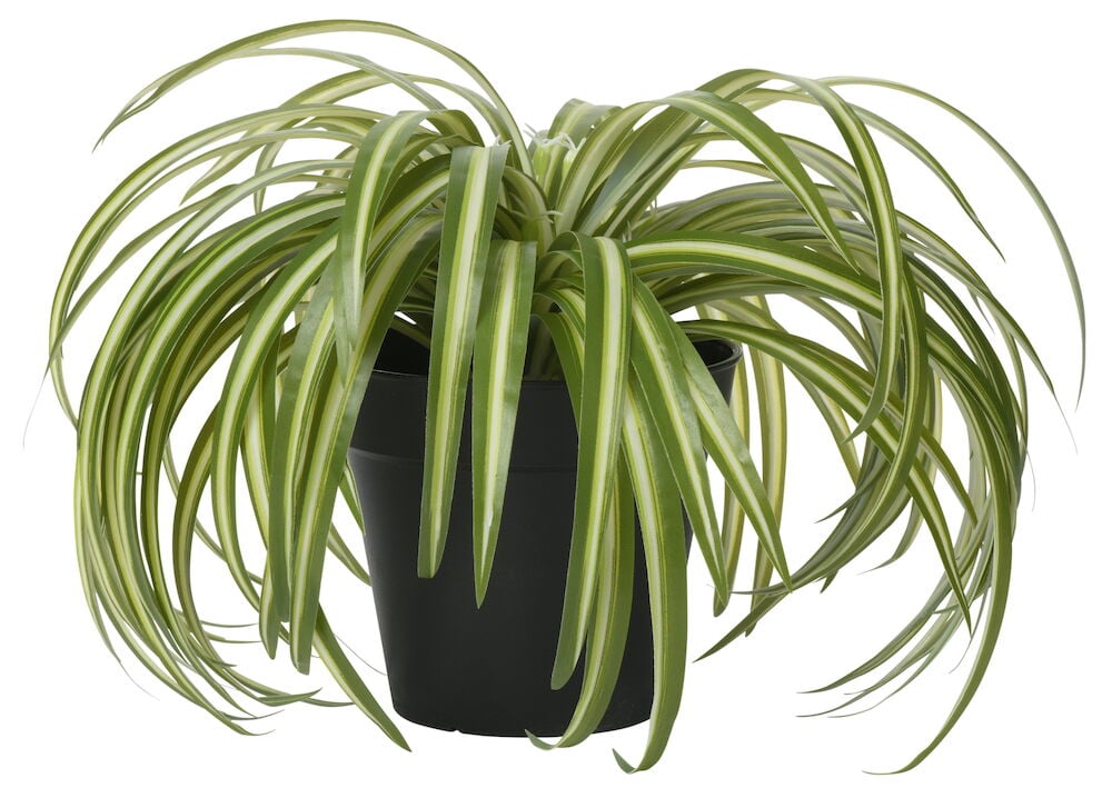 Grön konstgjord ampellilja i svart kruka.