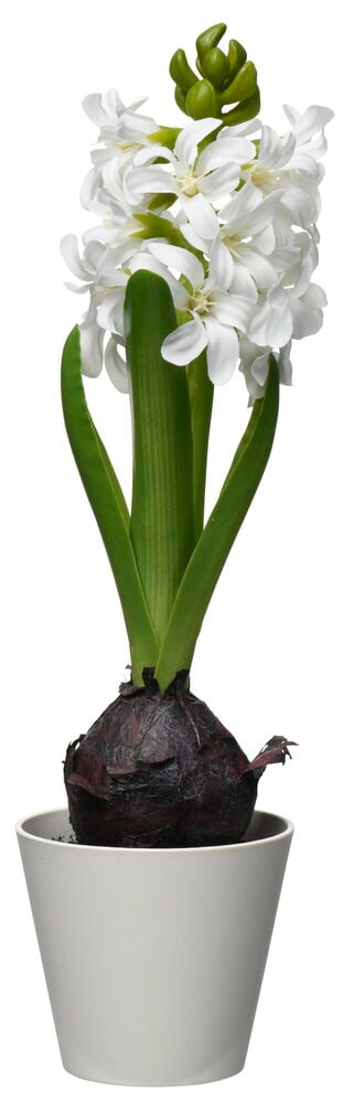 Krukväxt Hyacint