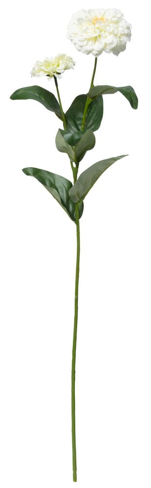 Valkoinen zinnia, jossa on vihreät lehdet ja varsi.