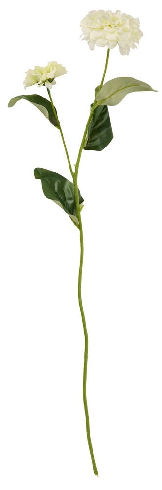 Tsinnia 66 cm Eri värejä kukkavarsi, jossa on kaksi luonnonvalkoista kukkaa ja vihreitä lehtiä.