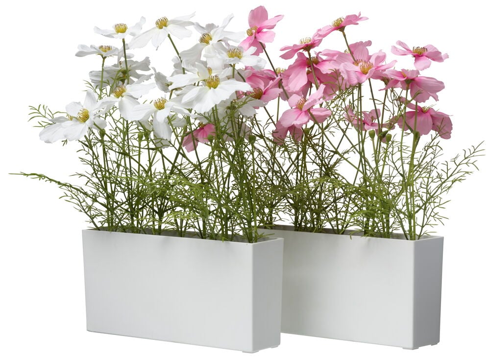 Ruukkukasvi, kosmos - 3