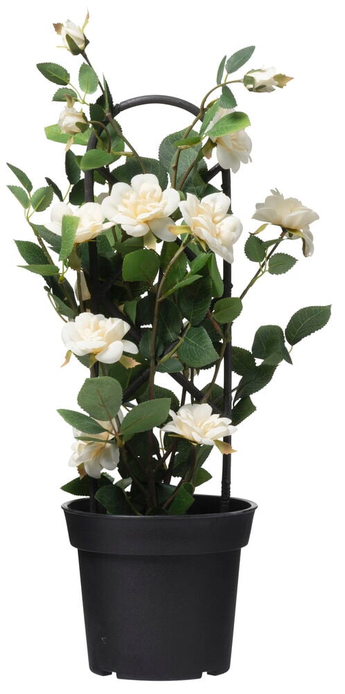 Valkoinen keinotekoinen ruusu mustassa ruukussa.