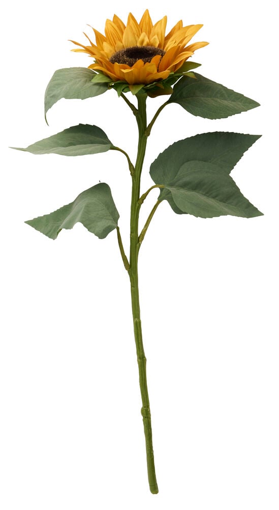 En 60 cm orange solros med mörkbrun mitt, grön stjälk och blad.