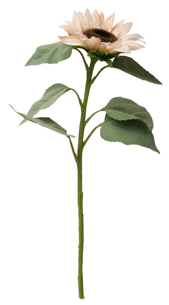 En off-white solros med mörkbrun mitt och gröna blad på en lång grön stjälk.