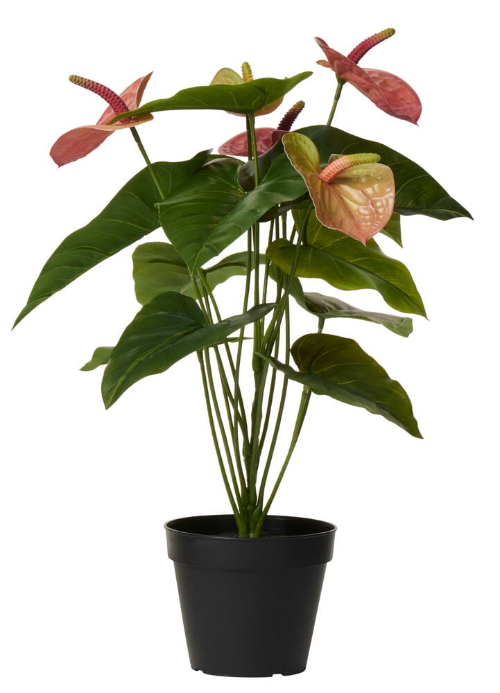 Topfpflanze Flamingoblume - 3