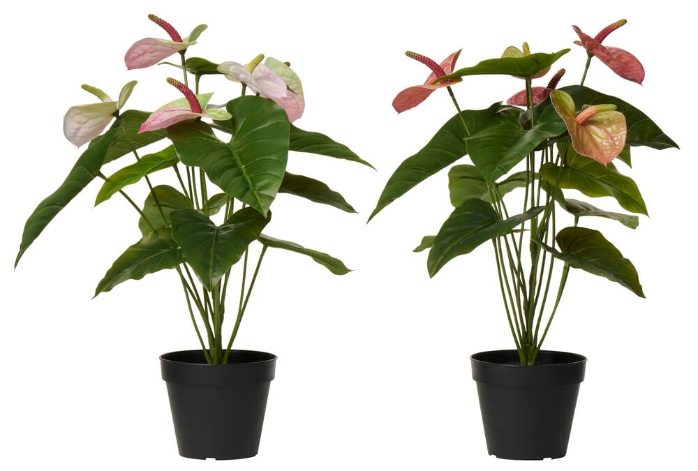 Krukväxt Rosenkalla