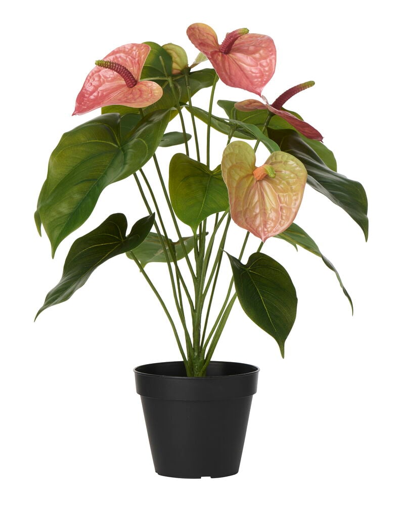 Pinkki Ruukkukasvi Flamingokukka 44 cm vihreillä lehdillä mustassa ruukussa.