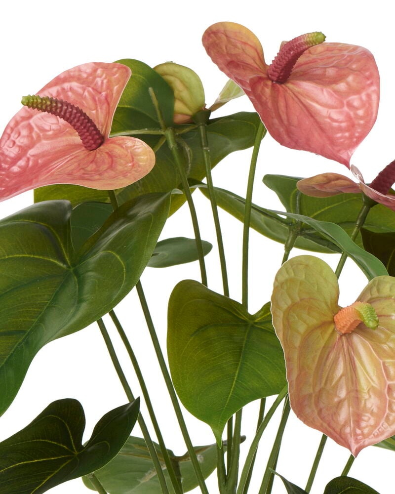 Lähikuva pinkistä Flamingokukka ruukkukasvista, jossa on tummanvihreitä lehtiä ja useita pinkkejä kukkia.