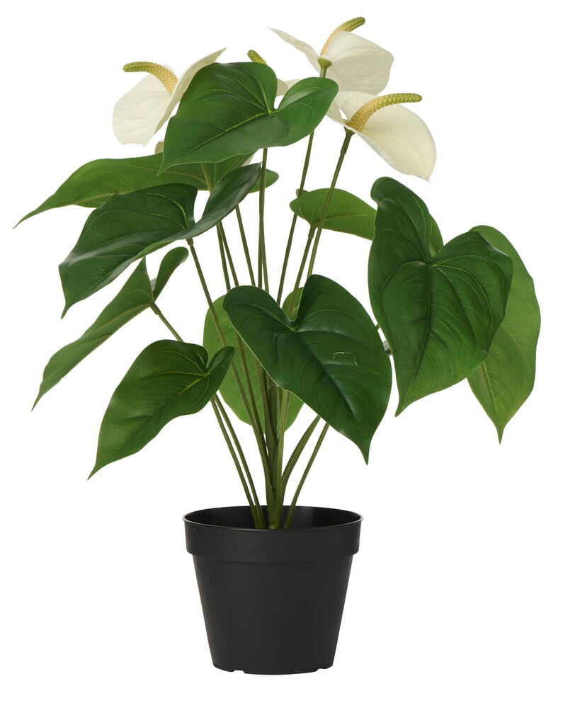 Valkoinen flamingokukka ruukkukasvi 44 cm isoilla vihreillä lehdillä mustassa ruukussa, edestä.