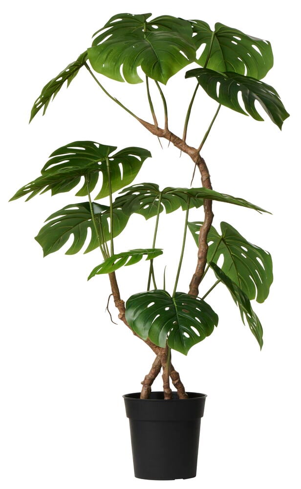 Zimmerpflanze Monstera
