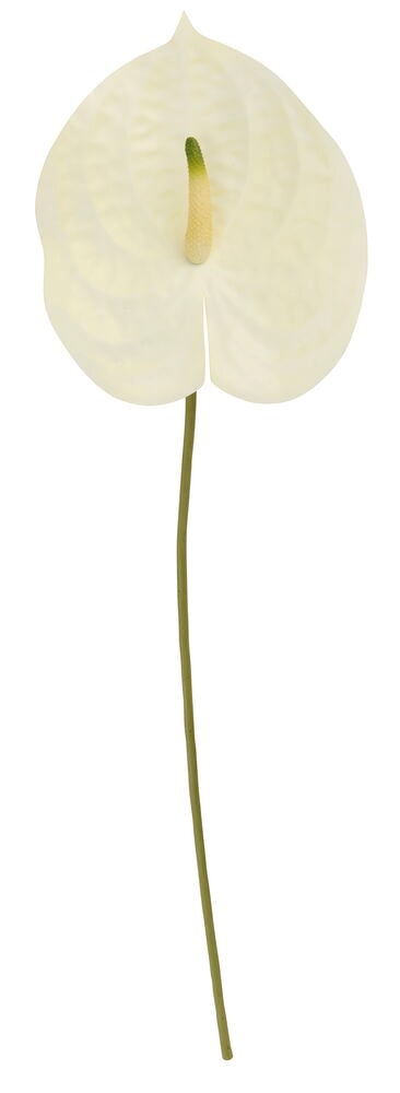 Vit Kvist Rosenkalla med grön-gul kolv på en lång grön stjälk.