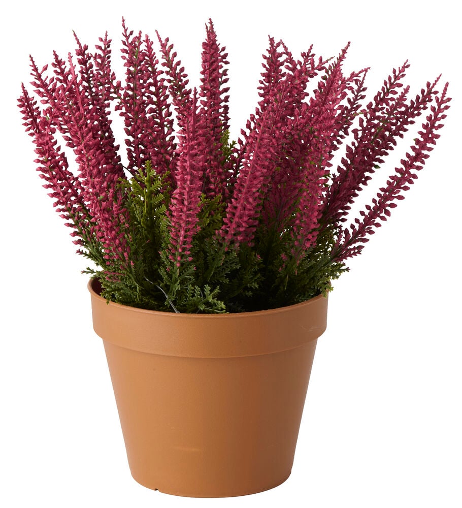 En vinröd ljungväxt med gröna blad i en brun kruka, framifrån.
