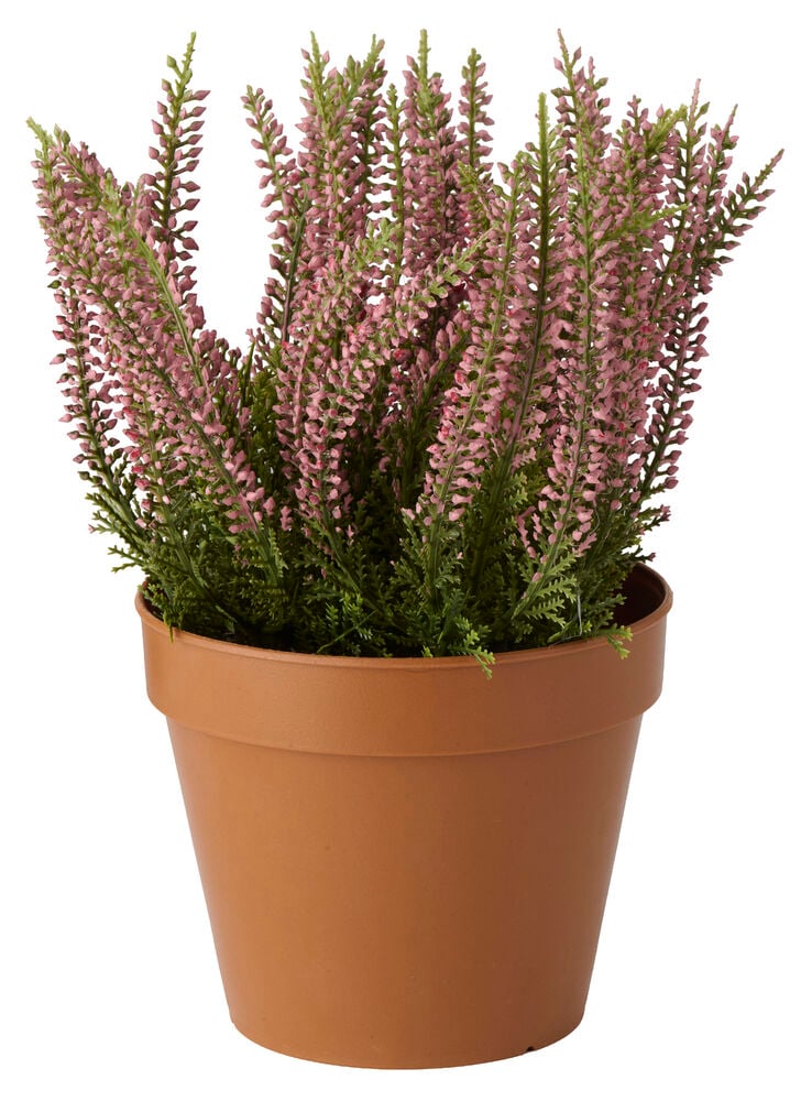 Pinkki Ruukkukasvi Kanerva vihreillä lehdillä ruskeassa ruukussa.