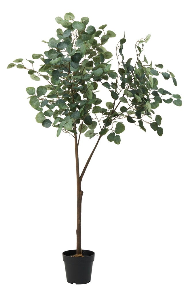 Zimmerpflanze Eukalyptusbaum