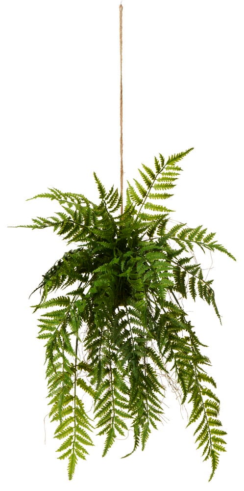 Grön hängande ormbunke med lång upphängningssnöre.