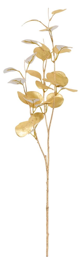 Kvist Eukalyptus - 3