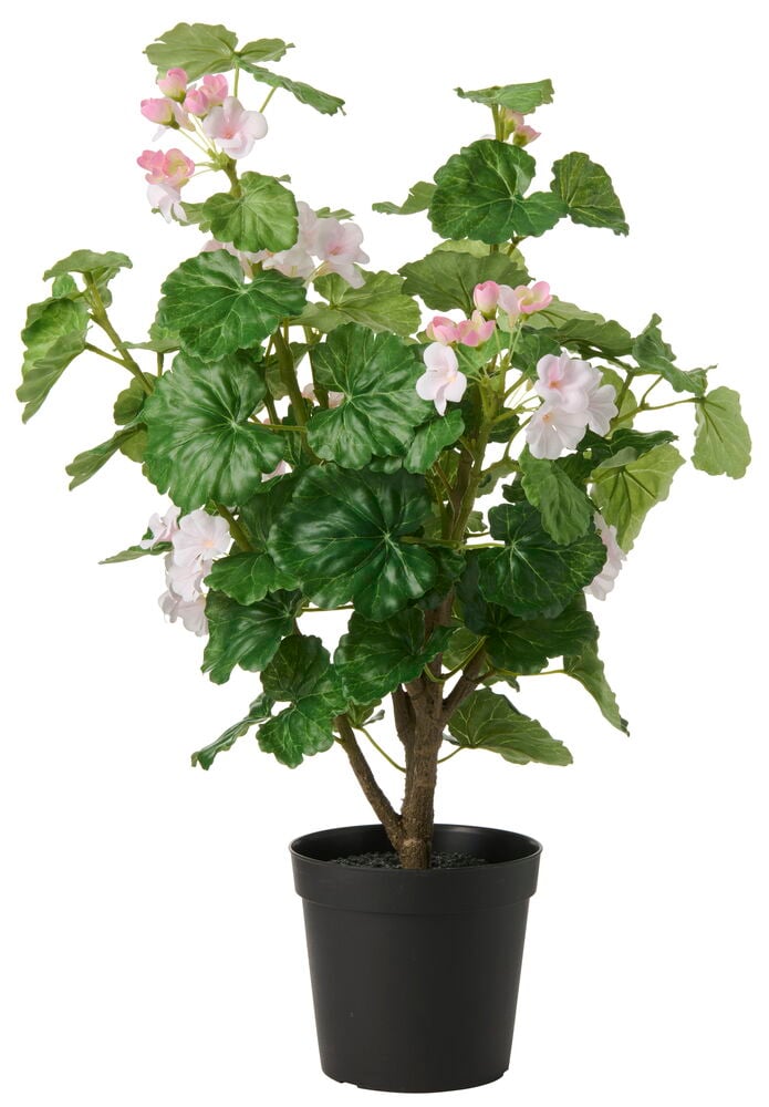 Ruukkukasvi Pelargoni
