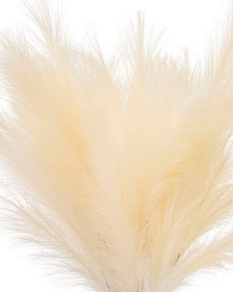 Närbild på fluffigt beiget fjädergräs, naturlig och luftig textur.