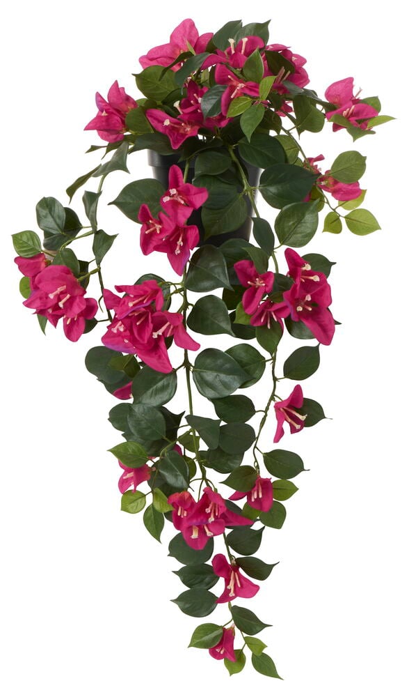 Krukväxt Trillingblomma