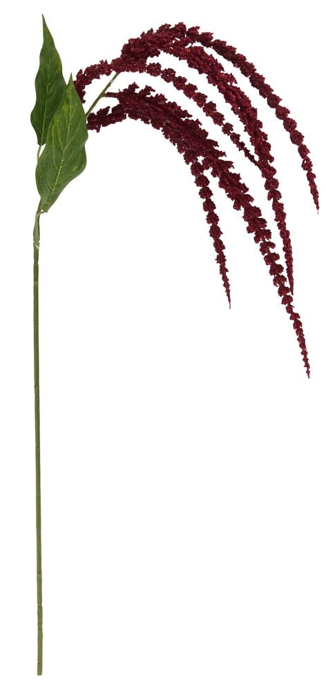 Röd Amarant 73 cm med lång grön stjälk, två gröna blad och flera hängande röda blomställningar.