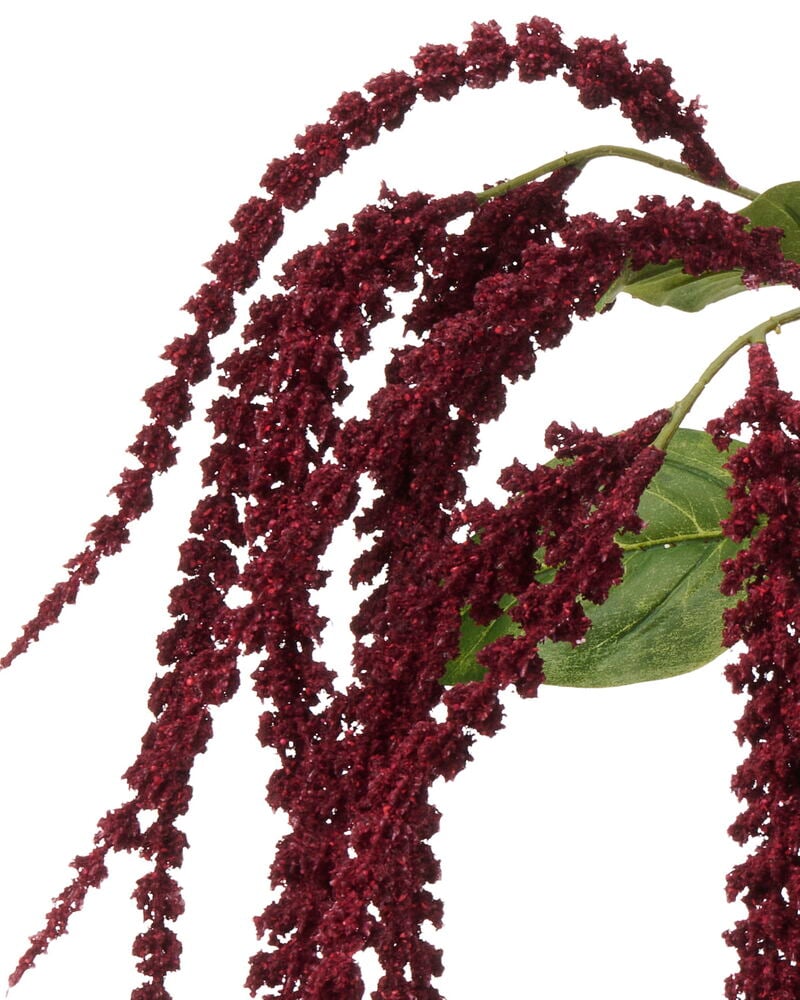 Röd Amarant växt med långa, hängande djupröda blomklasar och gröna blad mot en vit bakgrund.