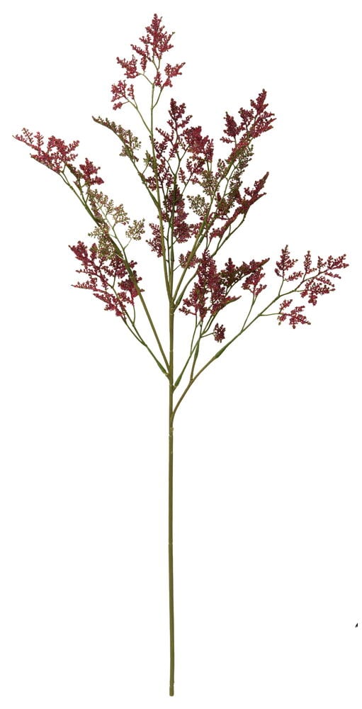 En lång stjälk Risp 75 cm röd med flera förgrenade kluster av små blommor.