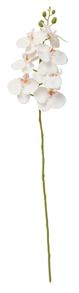 Orkidé 80 cm Vit, med flera vita blommor och gröna knoppar på en lång stjälk.