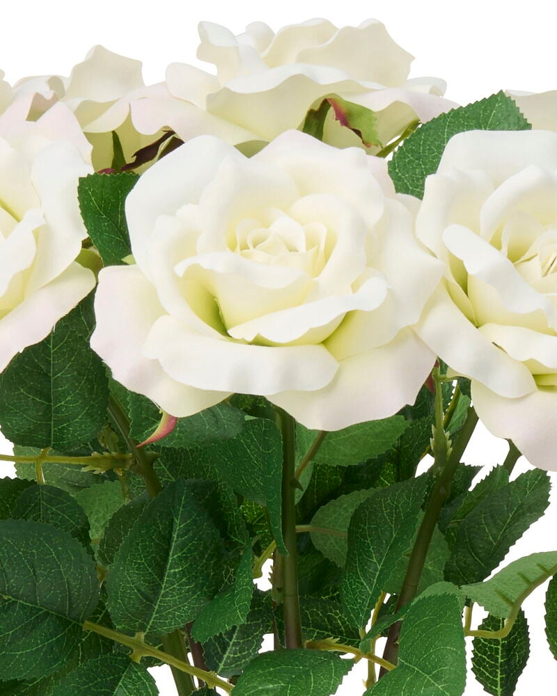 Närbild på flera vita Ros 60 cm Vit blommor med gröna blad och stjälkar.