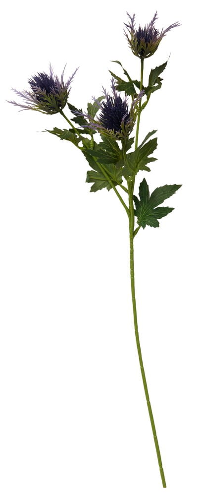 Tistel 60 cm med tre mörkpurpurfärgade blomhuvuden, taggiga ljuslila stödblad och gröna blad.
