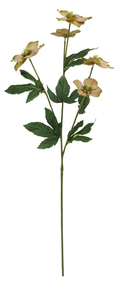 En Julerose 60 cm Grønn stilk med flere lysegrønne blomster og mørkegrønne blader.