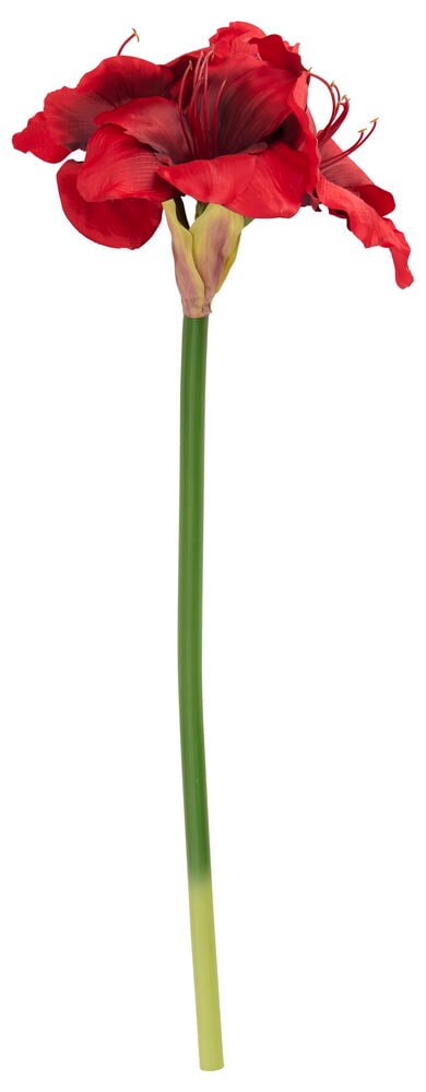 Amaryllis Luxe 68 cm Rød, en enkel rød amaryllisblomst på en lang grønn stilk.
